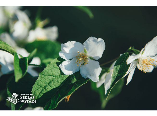 Philadelphus inodorus  var. grandiflorus